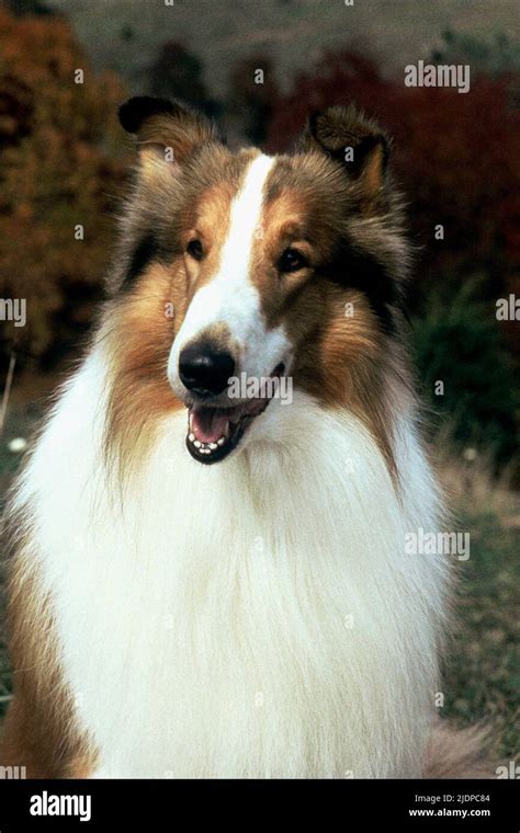 Lassie: The Canine Champion of Courage and Bravery
